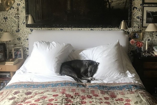 Pies, jak wiadomo zajmuje całe łóżko...