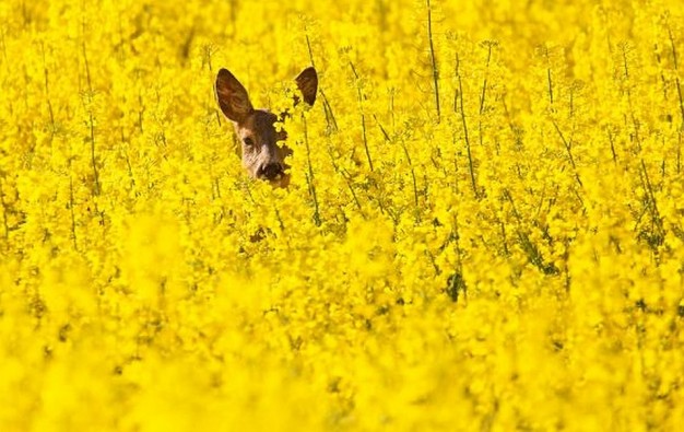 Zwierz ukryty w żółtych kwiatach...