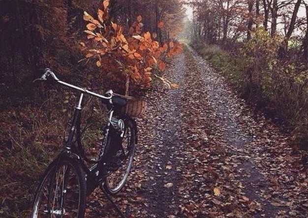 Warto wybrać się na rowerową wyprawę po jesienne liście...
