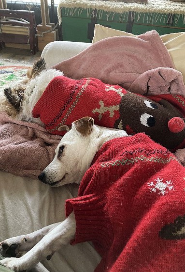 Nasze psy w zimowych sweterkach i różowym kocyku... ziąb...