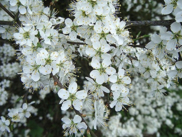 Tarnina... delikatne kwiatki bielą się na miedzach wczesną wiosną...