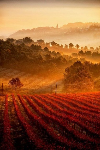 Jesienna winnica w Umbrii...