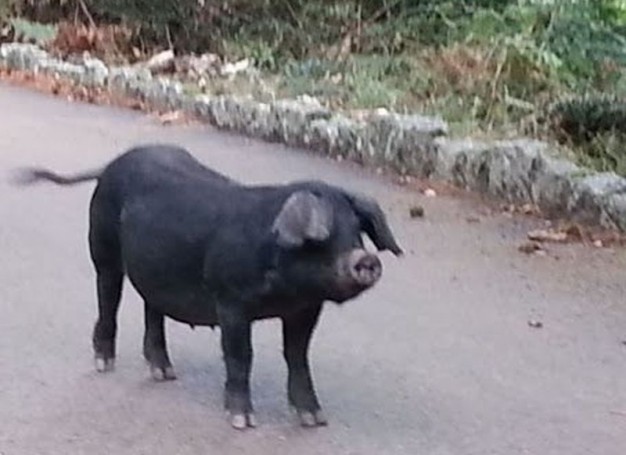 Czarna korsykańska świnka niezadowolona, że zabieramy jej kasztany sprzed pyska...