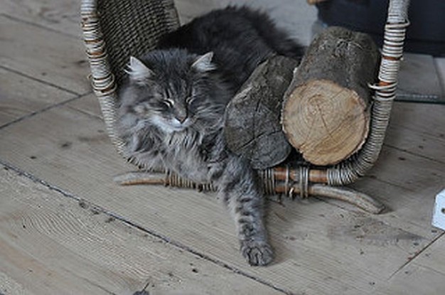 Piękny szary kot w koszu na drewno...