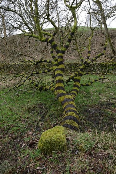 Dziwne przedwiosenne drzewo...