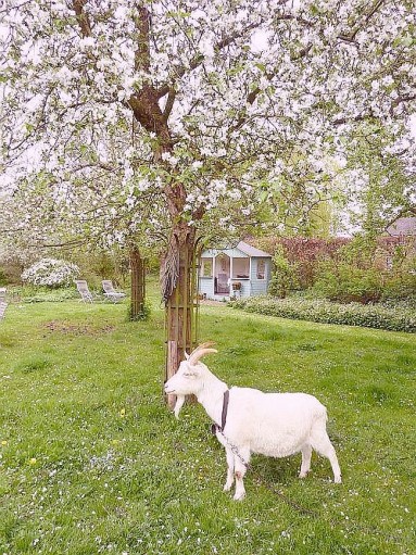 Piękna biała koza ma tam raj...
