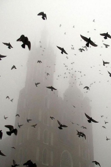 Ptaki w krakowskiej mgle...