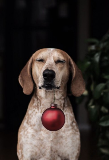 Maddie jeden z najbardziej znanych psów świata stara się o świąteczny nastrój...