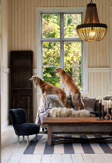 Niezwykle eleganckie psy spoglądają przez okno...