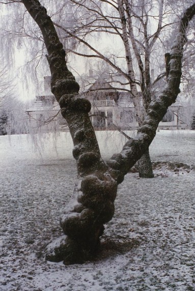 W zimowej zadumie... fot. Artur Reinhart