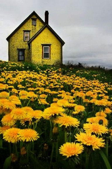 Żółty dom dostosowany do okoliczności...