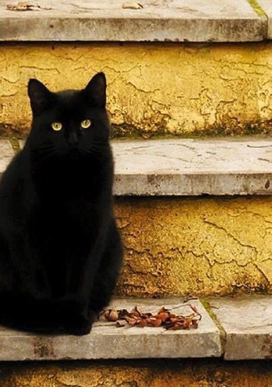 Czarny kot, żółte oczy...