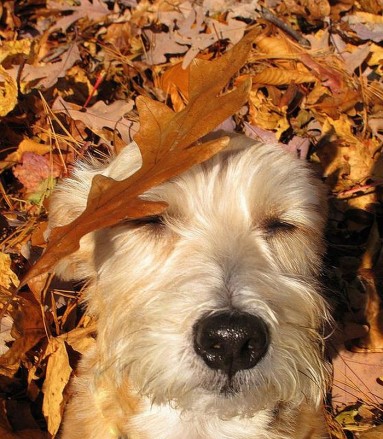 Jesienny pies...