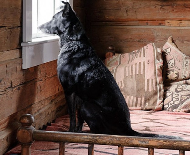 Czarny pies wygląda przez okno sypialni...
