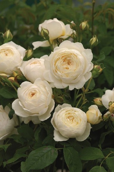 W sam raz... białe róże...