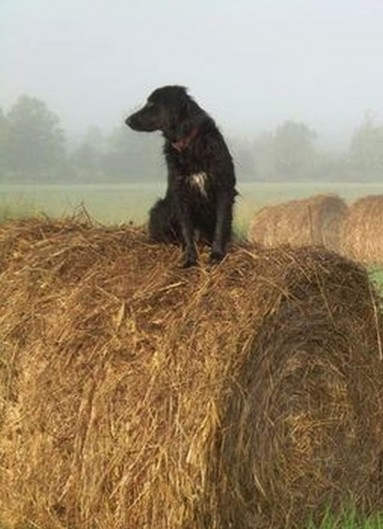 Czarny pies refleksyjnie spogląda na puste pola...