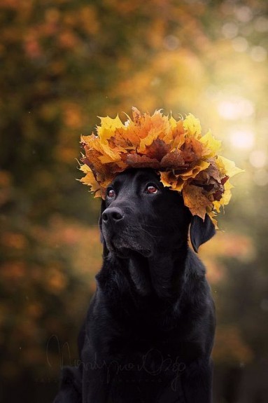 Pies w żółtych liściach...